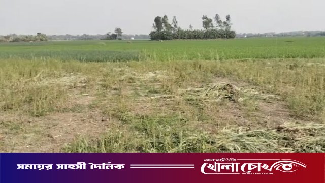 ফরিদপুরের নগরকান্দায় জমি দখলের চেষ্টা ও ফসল নষ্টের অভিযোগ