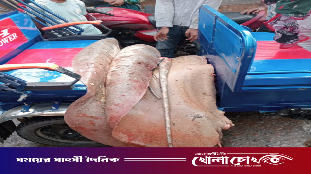 নোয়াখালীতে ১১৩ কেজির শাপলাপাতা মাছ জব্দ