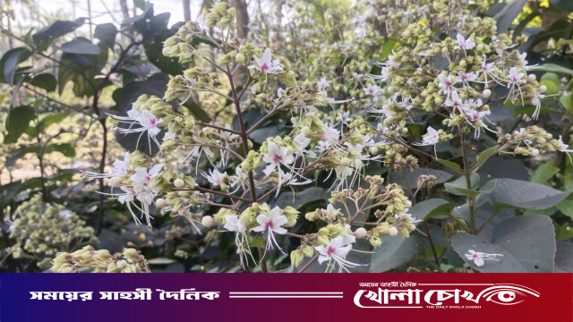 ফাগুনের সৌন্দর্য ছড়াচ্ছে নাজিরপুরের মেঠো পথে চোখ জুড়ানো ভাঁটিয়া ফুল