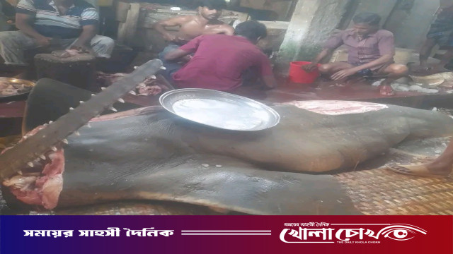 পিরোজপুরে ২০মন ওজনের দানবাকৃতির খটক মাছ জব্দ : মাটিচাপা দিল প্রশাসন