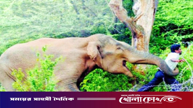 হাতির পায়ে পিষ্ট হয়ে কাপ্তাই চিৎমরমে মংখ্যাচিং মারমা মৃত্যু