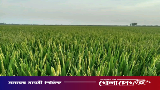 আত্রাইয়ে বিস্তীর্ণ মাঠ জুরে দোল খাচ্ছে কৃষকের স্বপ্ন, ১৯হাজার হেক্টর জমিতে বোরো চাষ