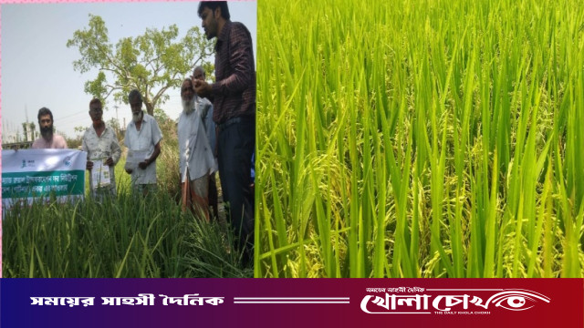 আত্রাইয়ে বোরো ধান পাকার পূর্ব মুহূর্তে পোকার আক্রমণ থেকে রক্ষার জন্য কৃষি অফিসের নানা উদ্যোগ