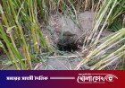 সদরপুরে গুপ্তধনের গুজবে চাঞ্চল্য: রহস্যময় গর্ত দেখতে উৎসুক মানুষের ভিড়