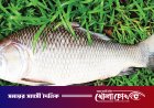 হালদা নদীর বিস্ময়: একেকটি মা মাছ যেন ৪ কোটি টাকার জীবন্ত সম্পদ
