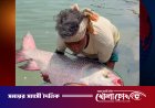 হালদা নদীর বিস্ময়: একেকটি মা মাছ যেন ৪ কোটি টাকার জীবন্ত সম্পদ