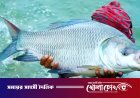 হালদা নদীর বিস্ময়: একেকটি মা মাছ যেন ৪ কোটি টাকার জীবন্ত সম্পদ