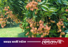 জিআই স্বীকৃত হাজরাপুরী লিচুর বাম্পার ফলন