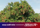গাংনীতে গাছে গাছে ঝুলছে লাল টুকটুকে লিচু, জমে উঠেছে বেচাকেনা