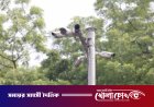 এআই ক্যামেরার ভয়ে ফাঁকা রাস্তাতেও সিগন্যাল মানছেন চালকেরা