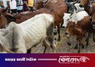পশ্চিমবঙ্গে প্রকাশ্যে পশু জবাই নিষিদ্ধ: নতুন কড়াকড়ি আরোপ করল বিজেপি সরকার