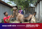 যশোরের কেশবপুরে কোরবানির আকর্ষন ১০০ কেজির ‘টুকু’: