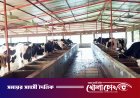 কোরবানির পশুর বাজারে কুষ্টিয়ার চমক: ২ লক্ষাধিক পশু প্রস্তুত, লাভের আশায় খামারিরা