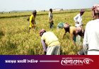 বাম্পার ফলনেও হাসি নেই লালমনিরহাটের কৃষকদের মুখে, ন্যায্যমূল্য নিয়ে দুশ্চিন্তা