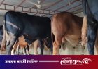 কোরবানির ঈদ সামনে রেখে নগরকান্দায় জমে উঠেছে ষাঁড় গরু প্রস্তুতির কর্মযজ্ঞ