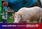 কমান্ডার ইন বিফ: নারায়ণগঞ্জের ‘ট্রাম্প মহিষ’ নিয়ে এবার এএফপির প্রতিবেদন