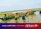 সুনামগঞ্জের শাল্লায় তলিয়ে গেল ১৫০ কোটি টাকার ধান ও ২০০ কোটি টাকার গোখাদ্য