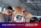 নগরকান্দায় প্রস্তুত ২১ সহস্রাধিক পশু, শেষ মুহূর্তের পরিচর্যায় ব্যস্ত খামারিরা