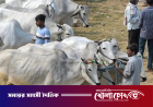 ঈদে গরু কোরবানি না করার সিদ্ধান্ত আসামের মুসলিমদের