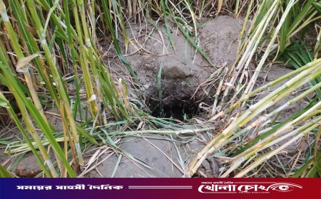 সদরপুরে গুপ্তধনের গুজবে চাঞ্চল্য: রহস্যময় গর্ত দেখতে উৎসুক মানুষের ভিড়