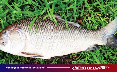 হালদা নদীর বিস্ময়: একেকটি মা মাছ যেন ৪ কোটি টাকার জীবন্ত সম্পদ