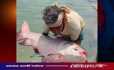 হালদা নদীর বিস্ময়: একেকটি মা মাছ যেন ৪ কোটি টাকার জীবন্ত সম্পদ