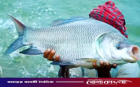 হালদা নদীর বিস্ময়: একেকটি মা মাছ যেন ৪ কোটি টাকার জীবন্ত সম্পদ