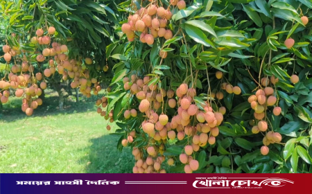 জিআই স্বীকৃত হাজরাপুরী লিচুর বাম্পার ফলন
