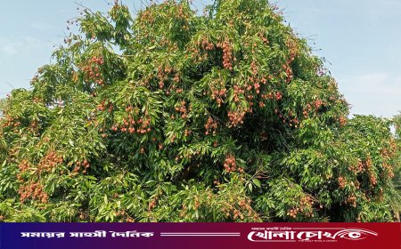 গাংনীতে গাছে গাছে ঝুলছে লাল টুকটুকে লিচু, জমে উঠেছে বেচাকেনা