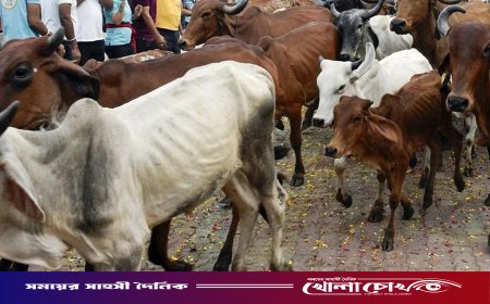 পশ্চিমবঙ্গে প্রকাশ্যে পশু জবাই নিষিদ্ধ: নতুন কড়াকড়ি আরোপ করল বিজেপি সরকার