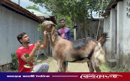 যশোরের কেশবপুরে কোরবানির আকর্ষন ১০০ কেজির ‘টুকু’: