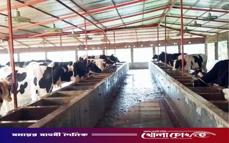 কোরবানির পশুর বাজারে কুষ্টিয়ার চমক: ২ লক্ষাধিক পশু প্রস্তুত, লাভের আশায় খামারিরা