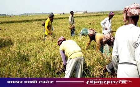 বাম্পার ফলনেও হাসি নেই লালমনিরহাটের কৃষকদের মুখে, ন্যায্যমূল্য নিয়ে দুশ্চিন্তা