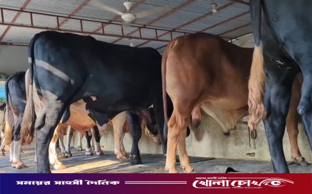 কোরবানির ঈদ সামনে রেখে নগরকান্দায় জমে উঠেছে ষাঁড় গরু প্রস্তুতির কর্মযজ্ঞ