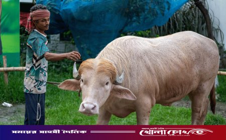 কমান্ডার ইন বিফ: নারায়ণগঞ্জের ‘ট্রাম্প মহিষ’ নিয়ে এবার এএফপির প্রতিবেদন
