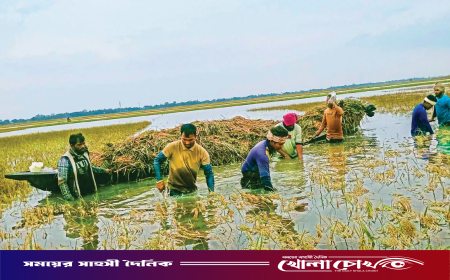 সুনামগঞ্জের শাল্লায় তলিয়ে গেল ১৫০ কোটি টাকার ধান ও ২০০ কোটি টাকার গোখাদ্য