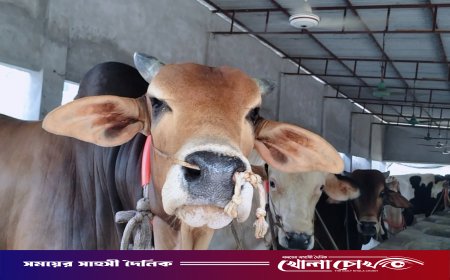 নগরকান্দায় প্রস্তুত ২১ সহস্রাধিক পশু, শেষ মুহূর্তের পরিচর্যায় ব্যস্ত খামারিরা