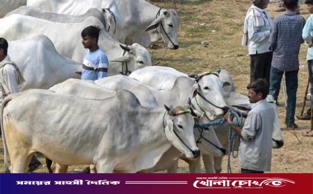 ঈদে গরু কোরবানি না করার সিদ্ধান্ত আসামের মুসলিমদের