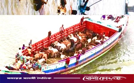 পদ্মায় ২৭টি কোরবানির গরুসহ ট্রলার ডুবি, এক ব্যবসায়ী নিখোঁজ