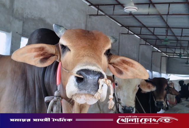 নগরকান্দায় প্রস্তুত ২১ সহস্রাধিক পশু, শেষ মুহূর্তের পরিচর্যায় ব্যস্ত খামারিরা