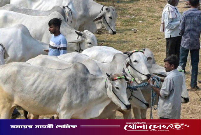 ঈদে গরু কোরবানি না করার সিদ্ধান্ত আসামের মুসলিমদের