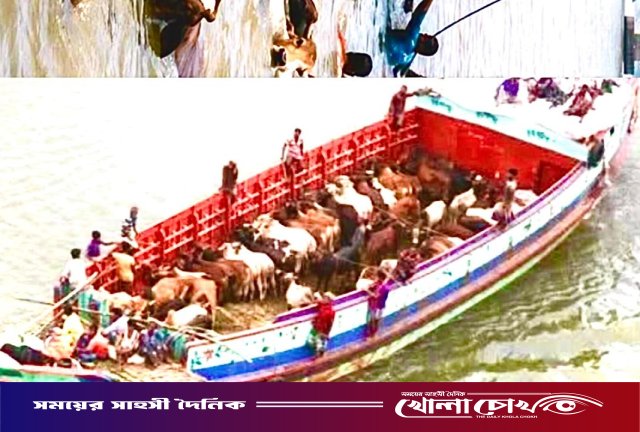 পদ্মায় ২৭টি কোরবানির গরুসহ ট্রলার ডুবি, এক ব্যবসায়ী নিখোঁজ