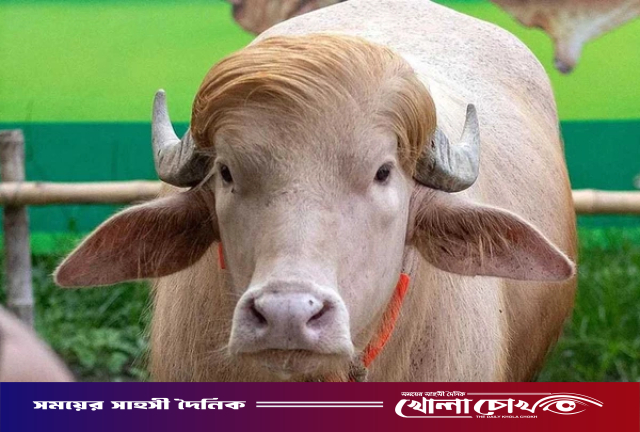 দিনে ২৫ কেজি ঘাস খাচ্ছে ‘ডোনাল্ড ট্রাম্প’