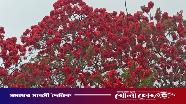 মাগুরায় গ্রীষ্মের তপ্ত রোদে রঙিন কৃষ্ণচূড়া