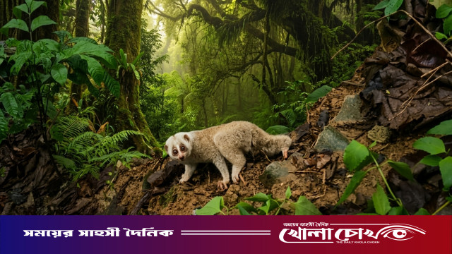 অস্তিত্ব সংকটে বিপন্ন 'বেঙ্গল স্লো লরিস' কাপ্তাইয়ের অরণ্যে নতুন ঠিকানা পেল বিরল বানর