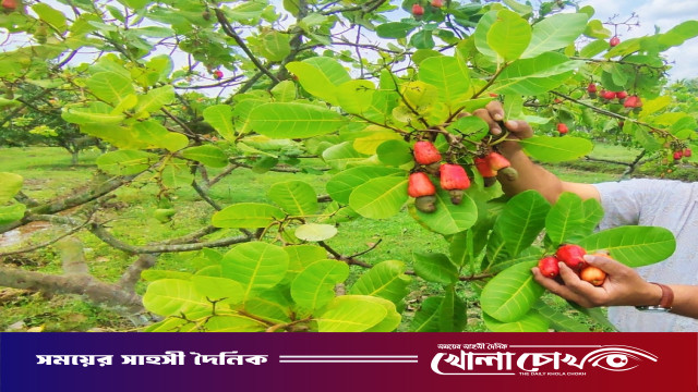 কাজুবাদাম চাষে নতুন দিগন্ত: সফলতার পথে কাপ্তাইয়ের রাইখালী কৃষি গবেষণা কেন্দ্র