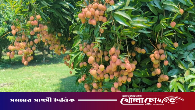 জিআই স্বীকৃত হাজরাপুরী লিচুর বাম্পার ফলন