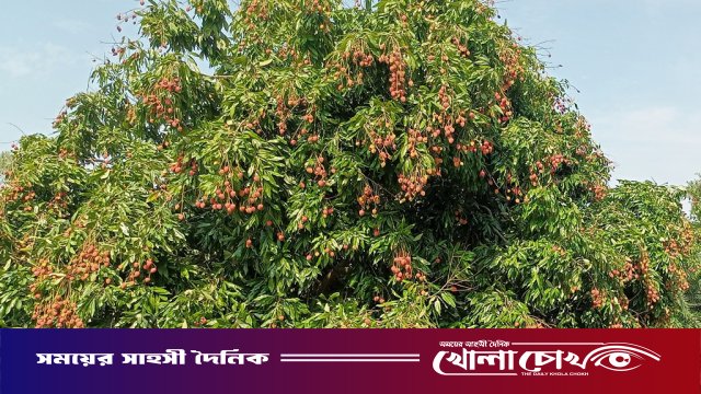 গাংনীতে গাছে গাছে ঝুলছে লাল টুকটুকে লিচু, জমে উঠেছে বেচাকেনা