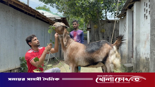 যশোরের কেশবপুরে কোরবানির আকর্ষন ১০০ কেজির ‘টুকু’: