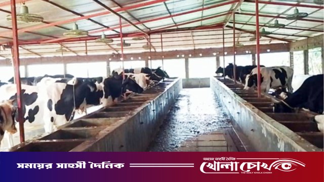 কোরবানির পশুর বাজারে কুষ্টিয়ার চমক: ২ লক্ষাধিক পশু প্রস্তুত, লাভের আশায় খামারিরা